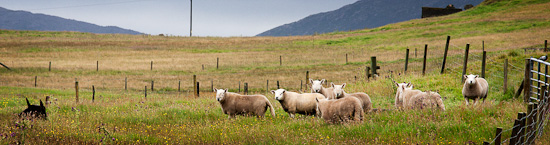 Sheep in field